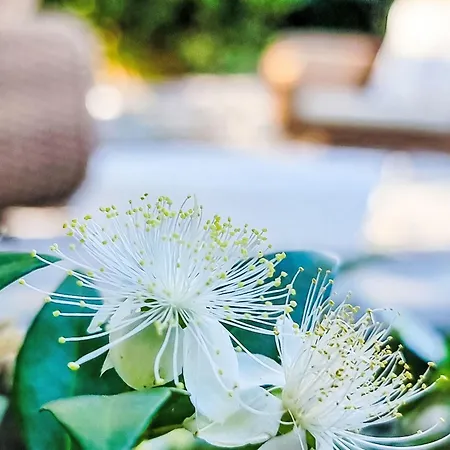 Ferienunterkunft Agape Pelion By Interhome بلاك كالا